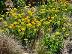 Helichrysum aureum