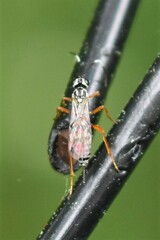 Lymeon orbus