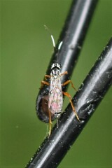 Lymeon orbus