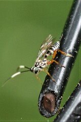 Lymeon orbus