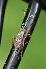 Lymeon orbus