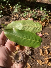 Quercus acutissima