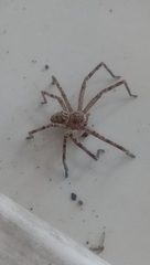 Polybetes rapidus