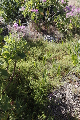 Seriphium cinereum