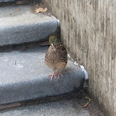 Coturnix japonica