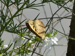 Heteronympha merope