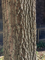 Quercus acutissima