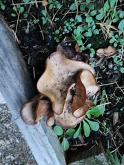 Paxillus cuprinus
