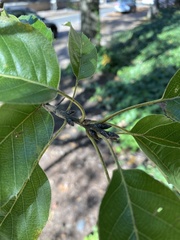 Quercus acutissima