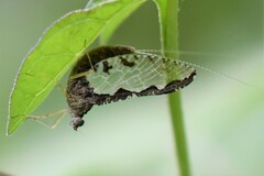 Callibaetis pictus