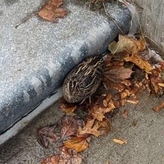 Coturnix japonica