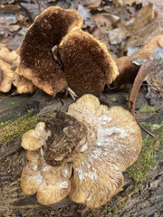 Lentinellus