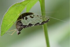 Callibaetis pictus