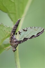 Callibaetis pictus