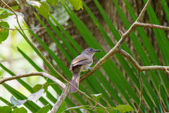 Phyllastrephus flavostriatus