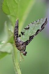 Callibaetis pictus