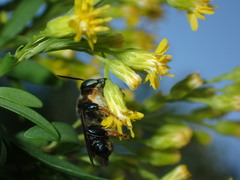 Megachile bahamensis