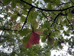 Quercus dentata