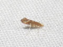 Cameraria quercivorella