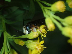 Megachile bahamensis
