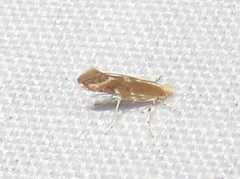 Cameraria quercivorella