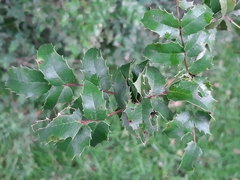 Berberis moranensis