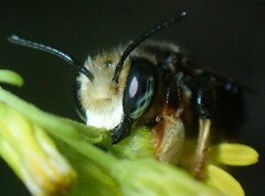 Megachile bahamensis