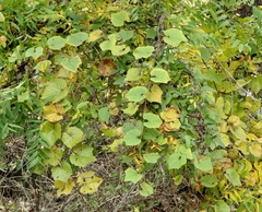 Vitis berlandieri