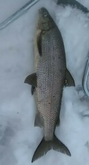 Coregonus clupeaformis