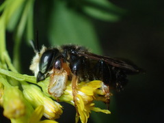 Megachile bahamensis