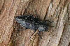 Chrysobothris femorata