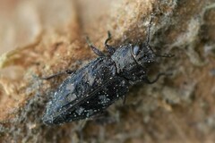 Chrysobothris femorata