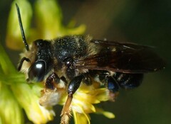 Megachile bahamensis