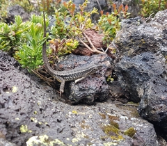 Liolaemus araucaniensis