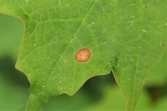 Acericecis ocellaris