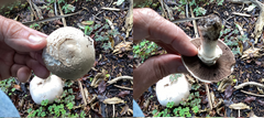 Agaricus deardorffensis