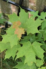 Acericecis ocellaris