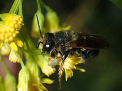 Megachile bahamensis