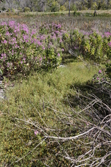 Aspalathus retroflexa retroflexa