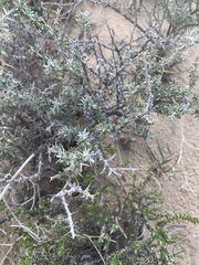 Tetradymia nuttallii