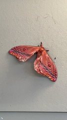 Opodiphthera loranthi