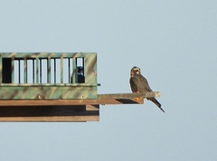 Falco femoralis