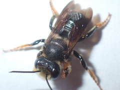 Megachile bahamensis