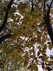 Castanea seguinii