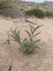 Penstemon angustifolius dulcis