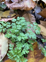 Chaerophyllum procumbens