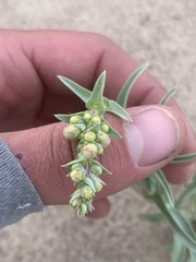 Penstemon angustifolius dulcis