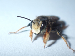 Megachile bahamensis