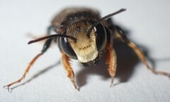 Megachile bahamensis