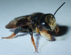 Megachile bahamensis